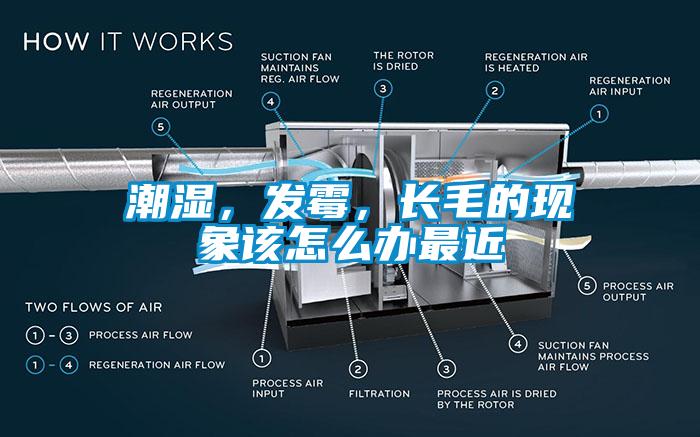 潮濕，發(fā)霉，長毛的現(xiàn)象該怎么辦最近